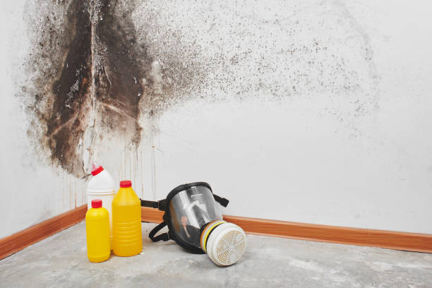 Best Attic Mold Remediation in Woodinville, WA