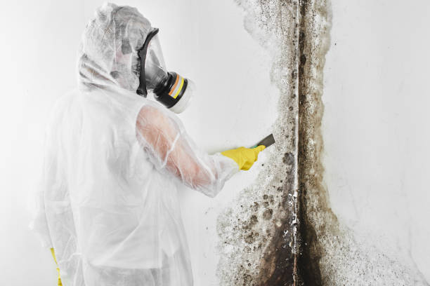 Best Localized Mold Remediation (e.g., coastal areas, humid climates) in Woodinville, WA