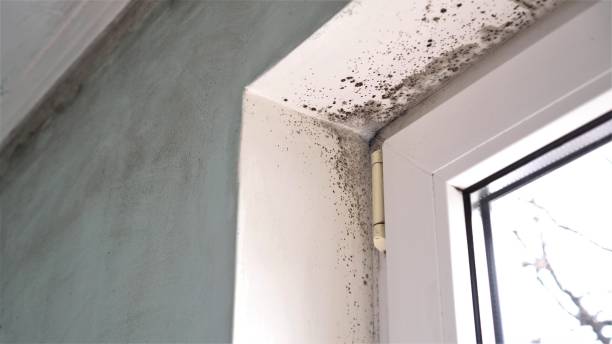 Best Commercial Mold Remediation in Woodinville, WA