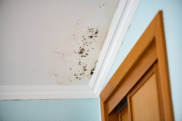 Best Residential Mold Remediation in Woodinville, WA