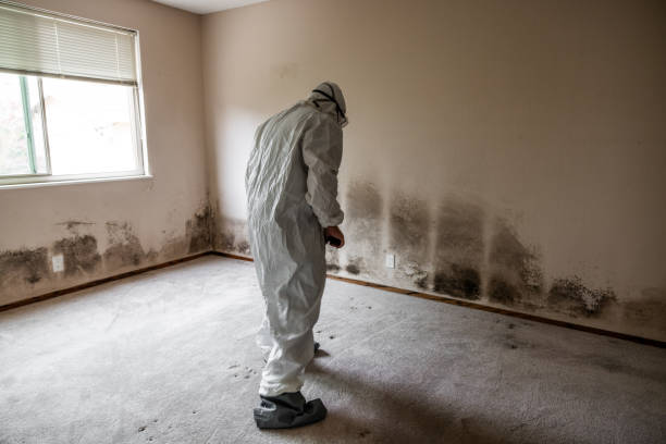 Best Industrial Mold Remediation in Woodinville, WA