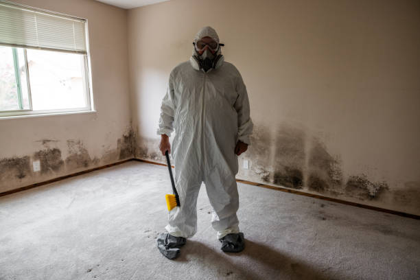 Best White Mold Remediation in Woodinville, WA