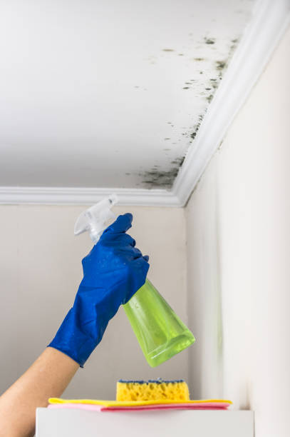 Trusted Woodinville, WA Mold Remediation Experts